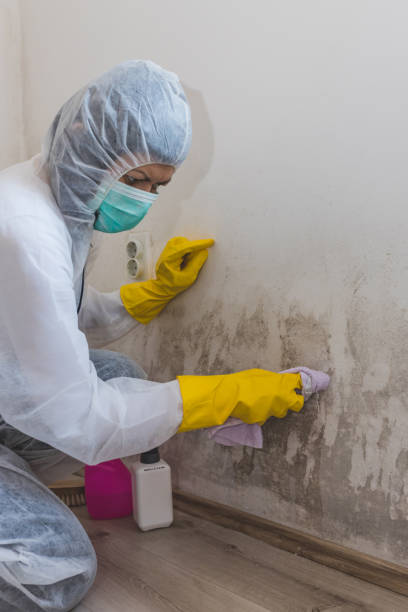 Best Real Estate Mold Inspection  in Grand Marais, MN