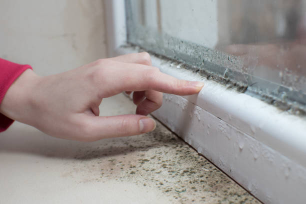 Mold Remediation for Rental Properties in Grand Marais, MN
